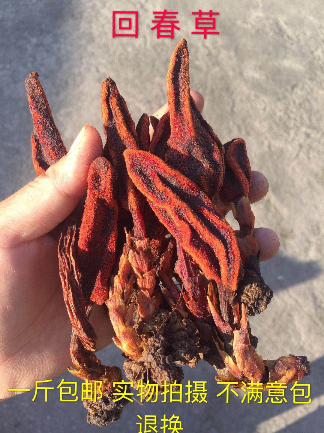 顶天天柱回春春草不老云南野生草苁500g包邮泡其他药食同源食品
