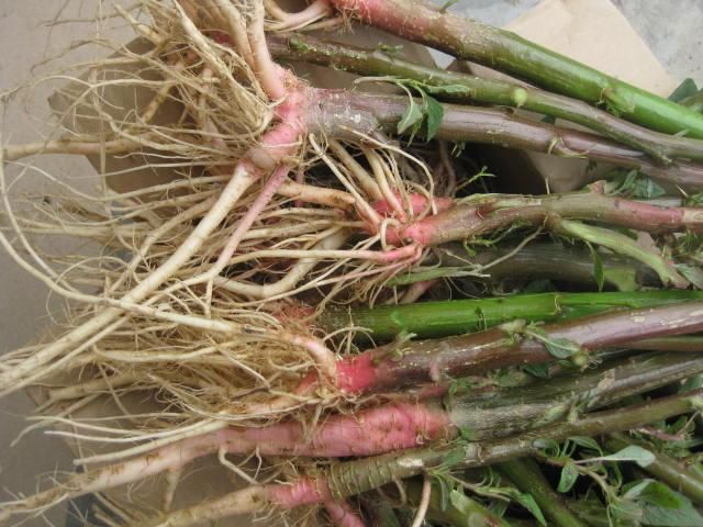 包邮潮汕青草草药野生现采新鲜刺苋苋菜猪母其它