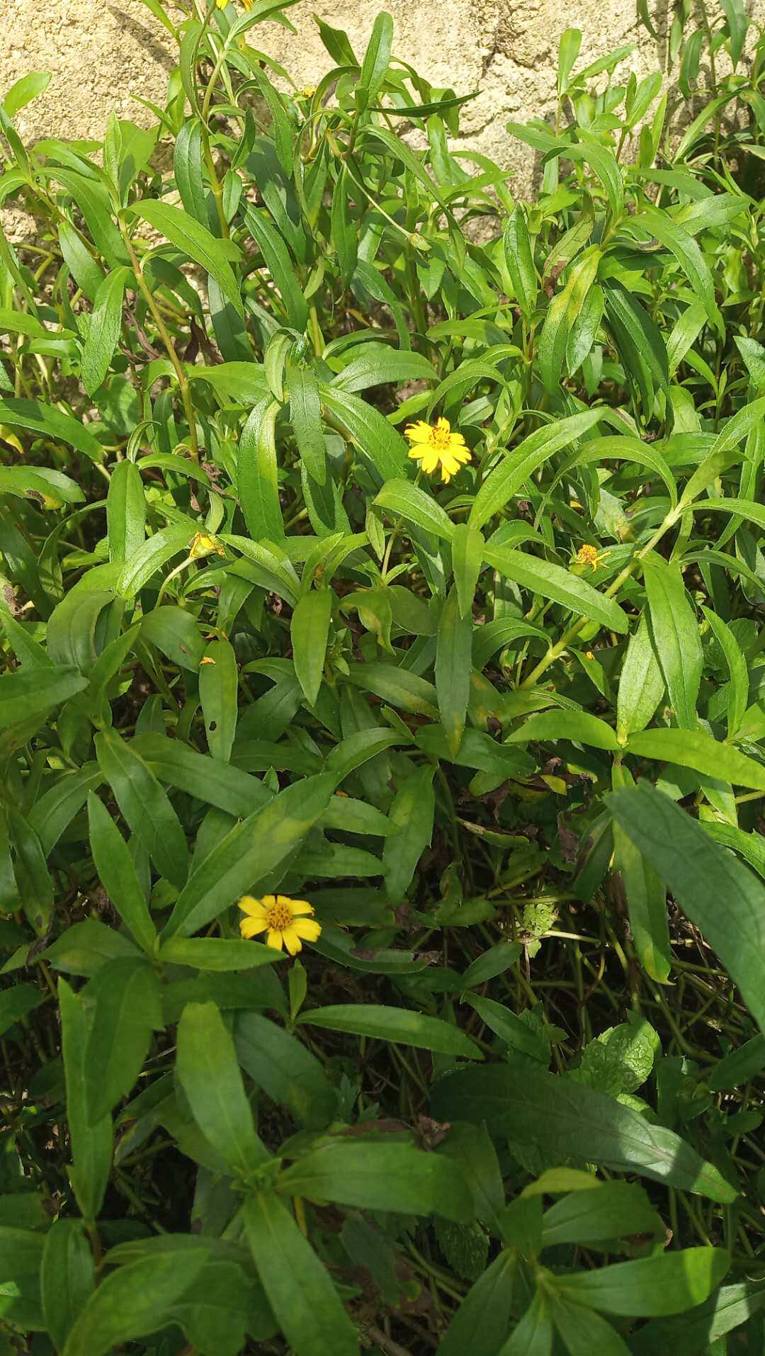 包邮潮汕青草草药新鲜现采现发黄花磨奇草蟛其它