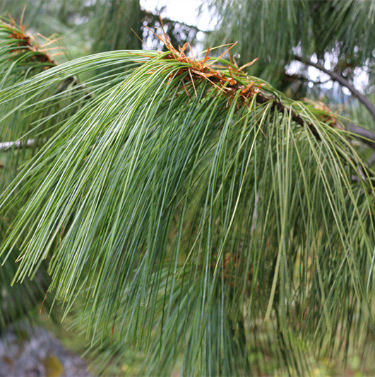 松针正宗2020年西藏高原新鲜茶高海拔无污染包邮养生茶