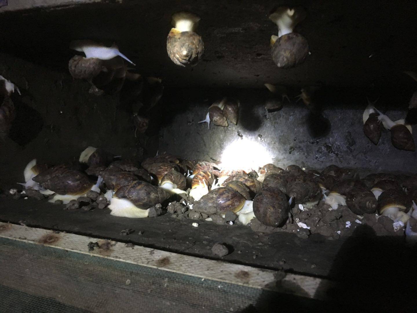 宠物活体白玉蜗牛食用养殖观赏教学生物实验螺