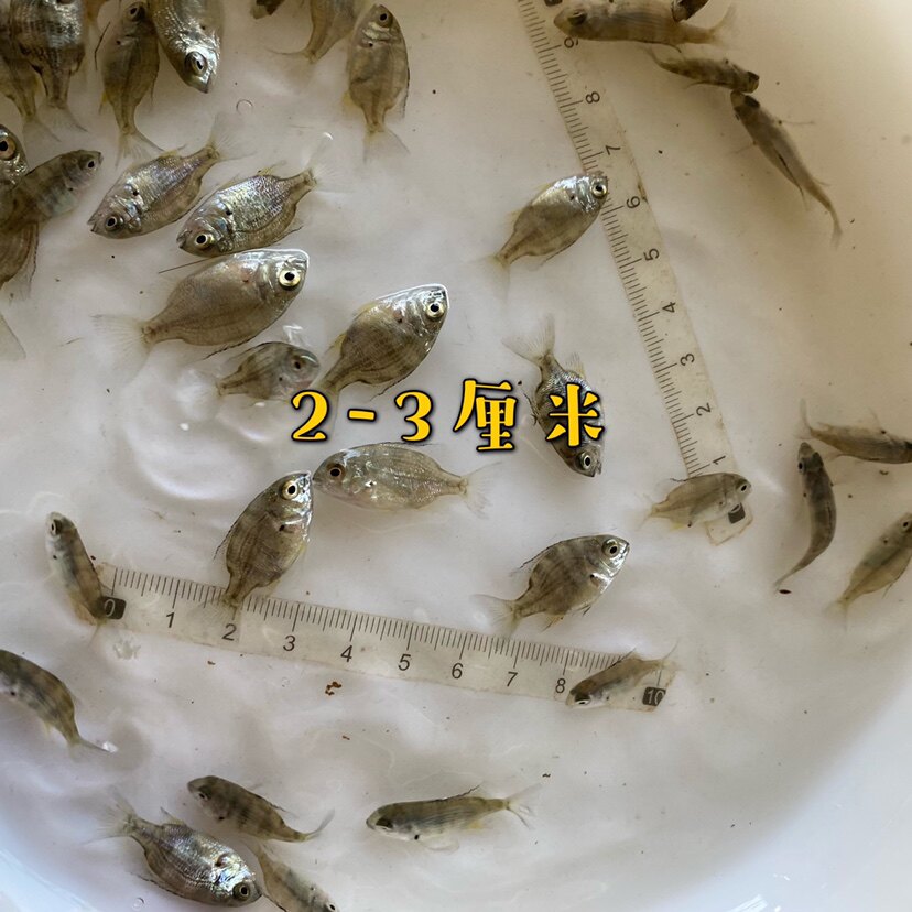 黄鳍鲷鱼苗淡化新品黄脚腊立鱼咸淡淡水底层耐冷鱼