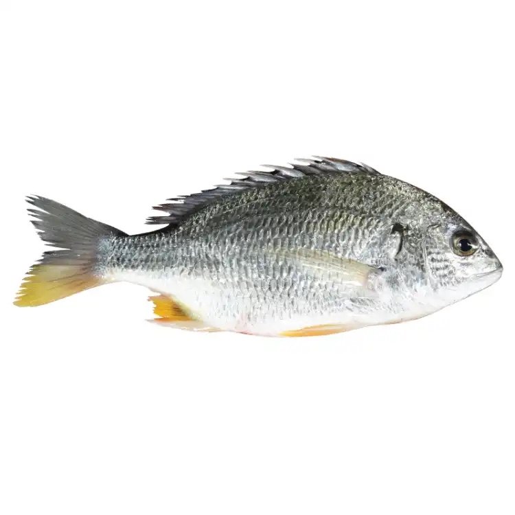 黄鳍鲷鱼苗淡化新品黄脚腊立鱼咸淡淡水底层耐冷鱼