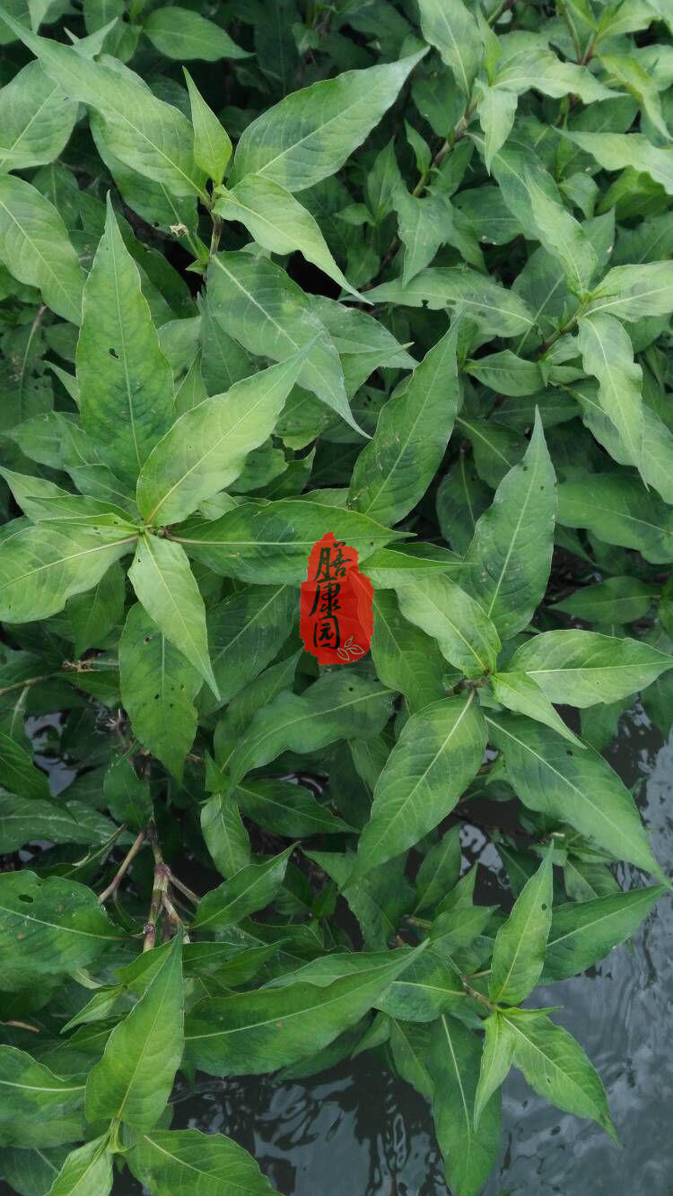 四川寥子草野生新鲜辣蒿半年粮细叶一枝蓼酸模叶蓼水胡椒种植药材图片