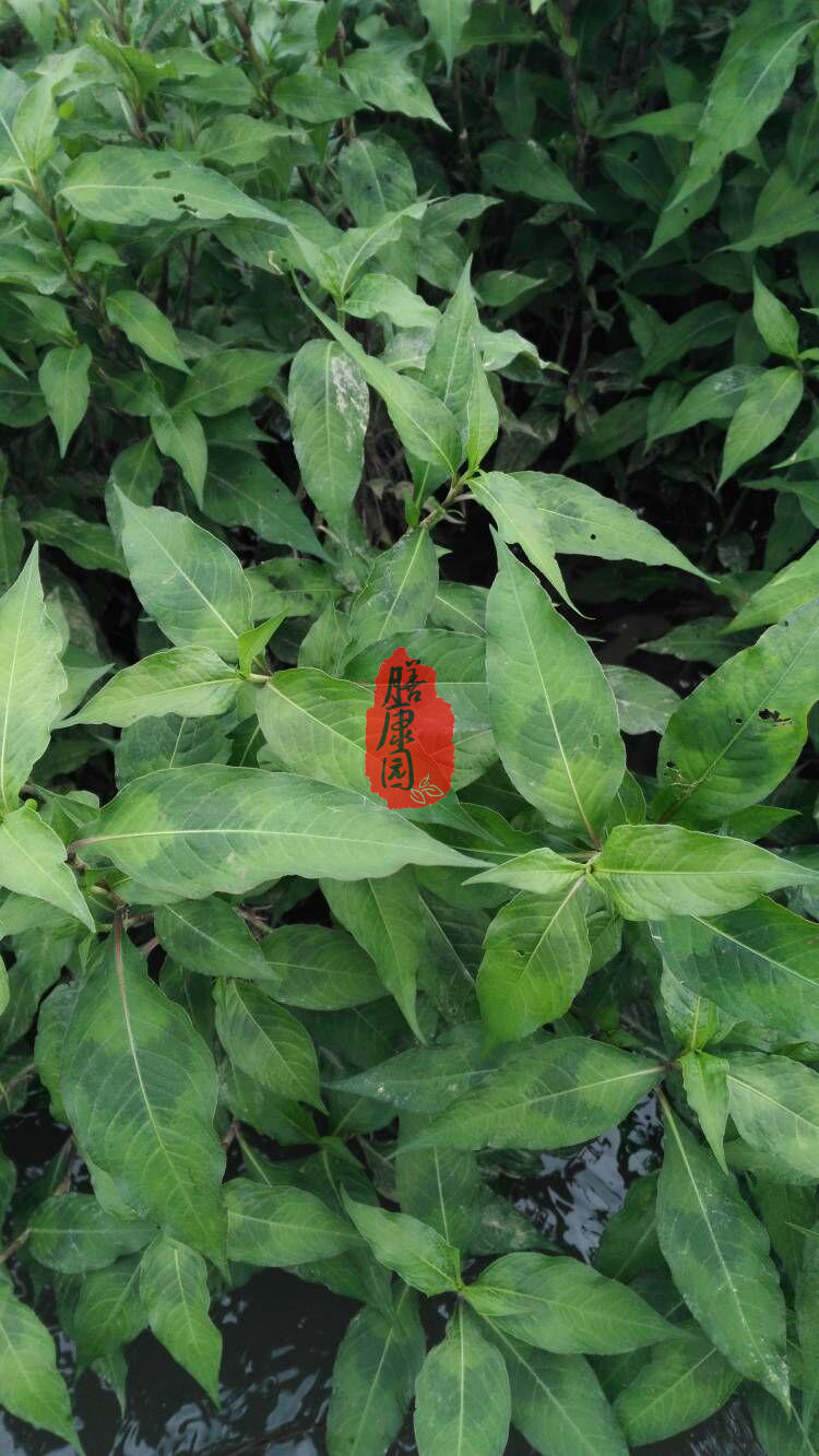 辣蓼草 蓼子草 斑蕉草 梨同草 鲜草干草高山无污染现采 500克包邮