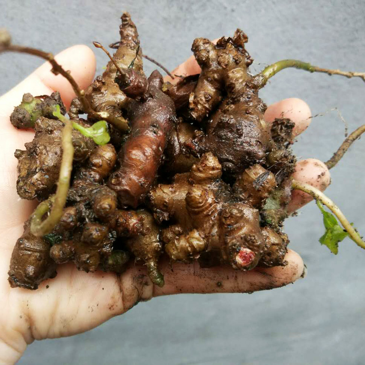 三七块根10个野生食用养生蔬菜植物盆栽家养绿植