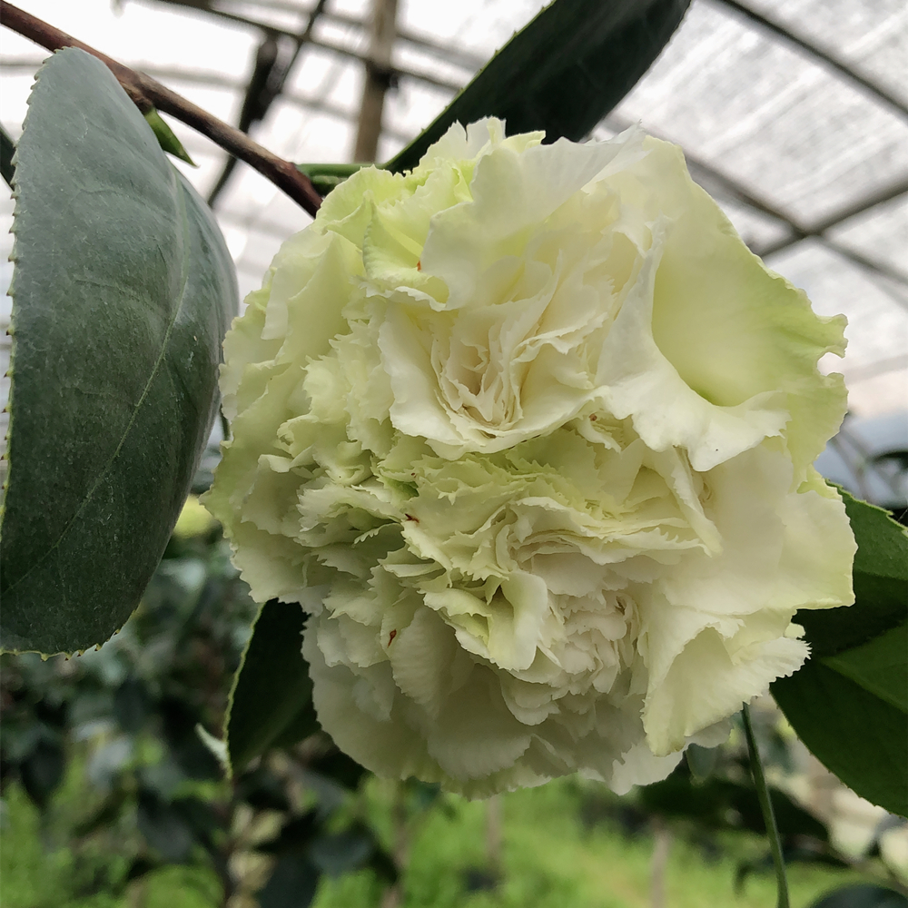 茶花可娜绿茶进口稀有品种绿色树苗植物室内外时令草本花卉