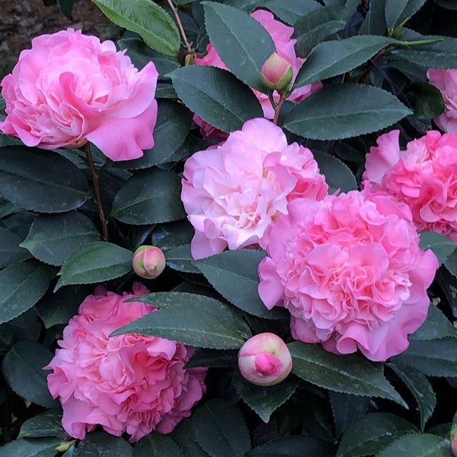 包邮乔伊五色赤丹烈香茶花室内盆栽绿植花卉花卉