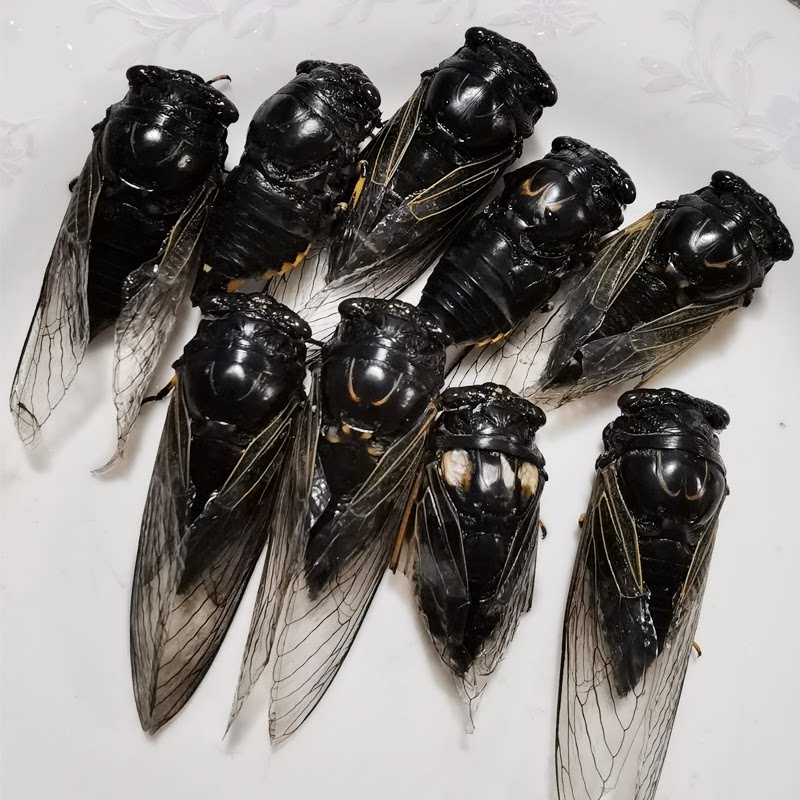 图三:白蝉知了猴新鲜两份银蝉脱壳白蝉