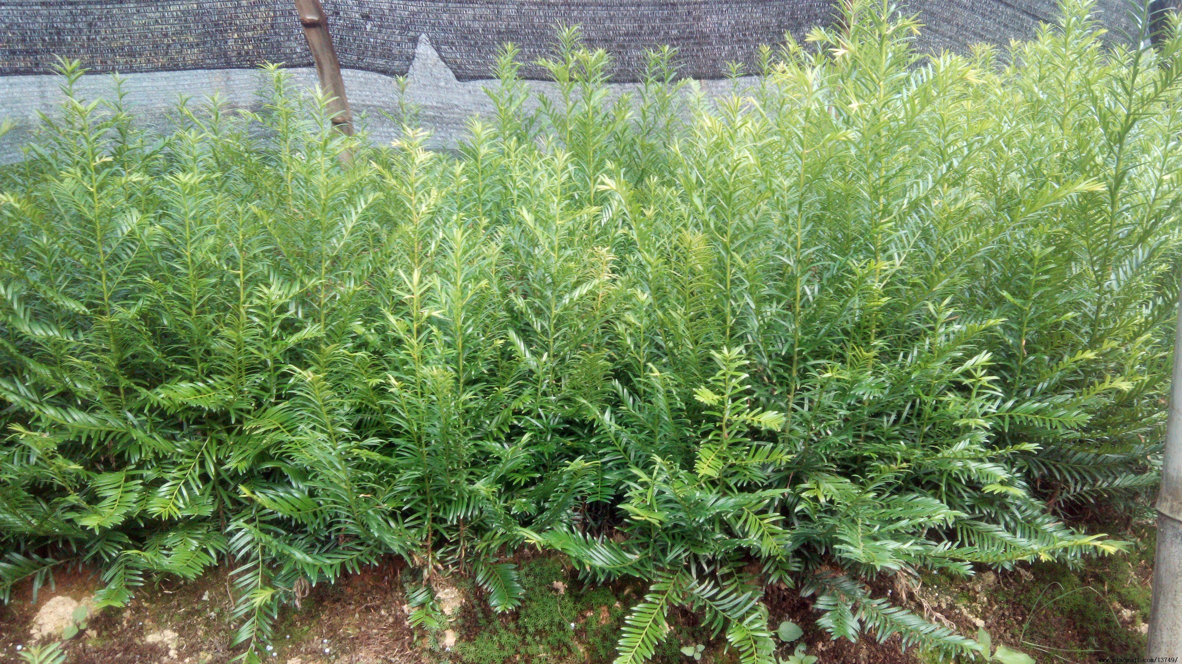 正宗南方红豆杉树苗大苗小苗南北名贵苗木绿植绿植