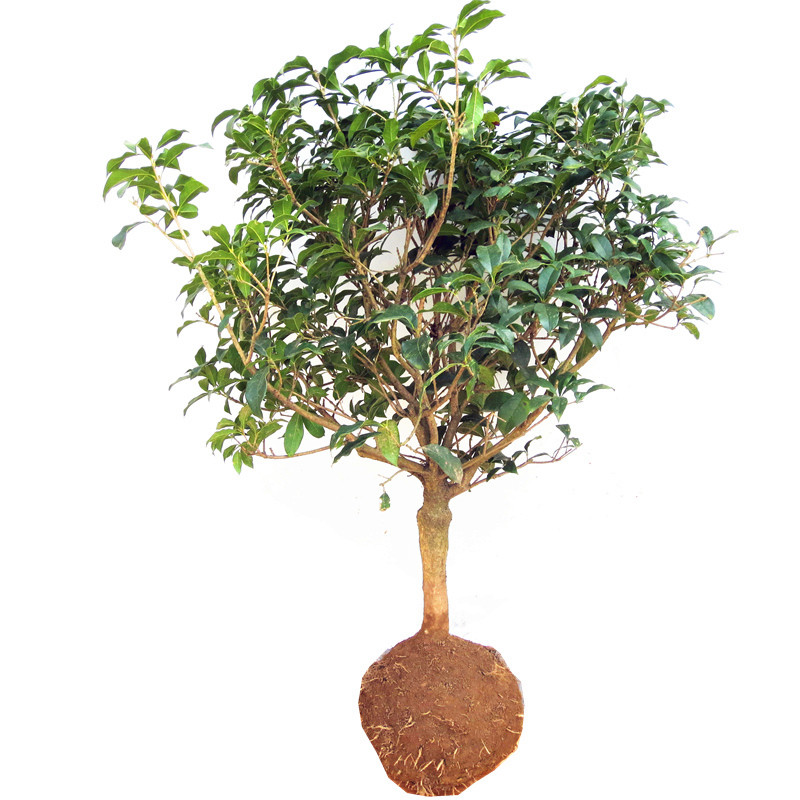 【一物一拍】桂花苗嫁接桂花盆栽地栽庭院树苗四季桂金桂丹桂沉香