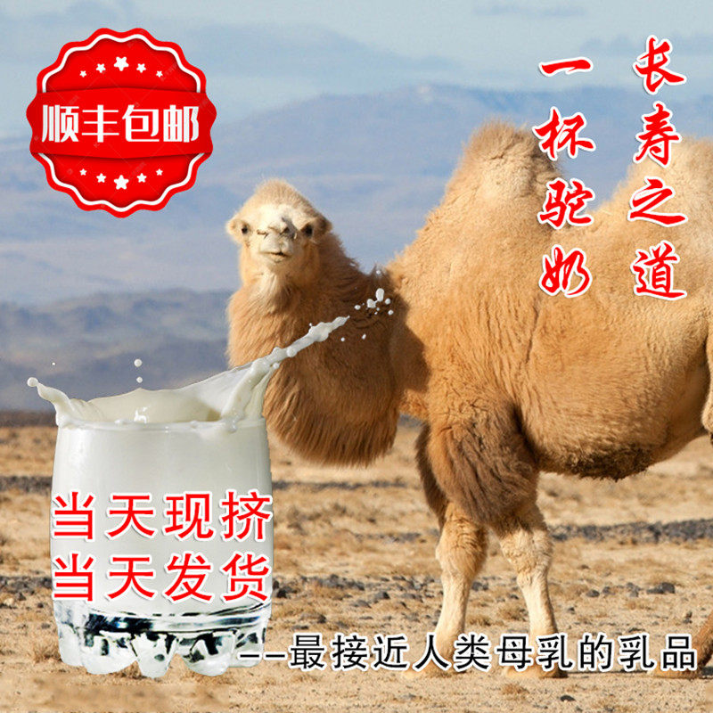 骆驼奶鲜奶 纯奶新鲜整箱2斤现挤无糖驼奶 正品 新疆内蒙奶粉驼乳