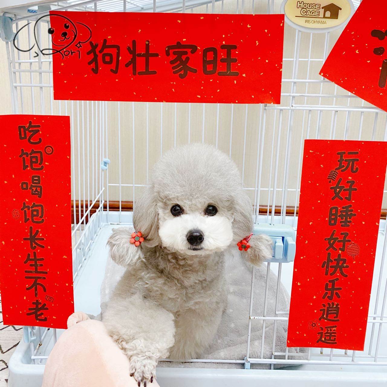 对联2022年新年年春节宠物猫窝狗窝猫砂盆厕所虎年对联