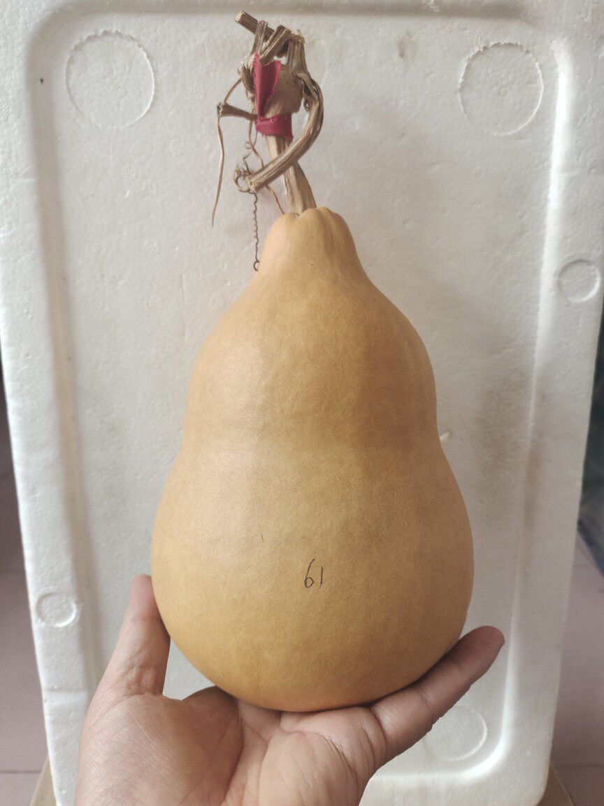 天然手把文玩胖墩粗腰葫芦工艺品摆件一物一图皮质葫芦