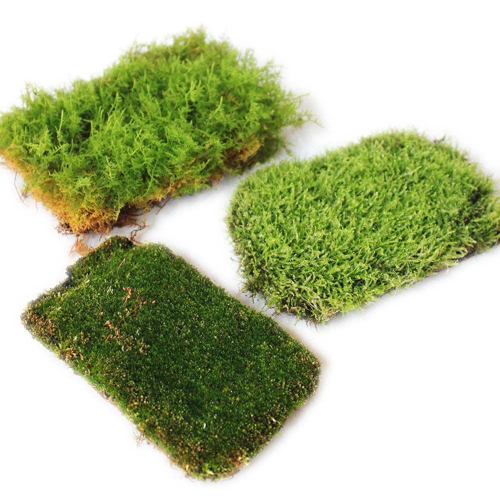 叽儿的森林高品质苔藓植物鲜活青苔造景白发朵朵大羽藓微景观材料