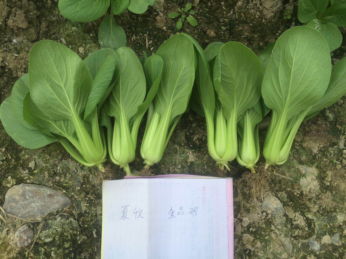 德高k596青梗菜种子耐热耐湿菜春夏秋季小青菜小白菜100克瓶装