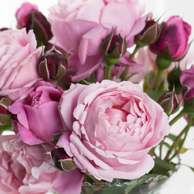 精选快乐钢琴盆栽花苗阳台庭院花卉植物四季观叶