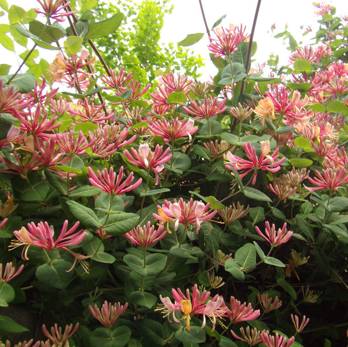 金银花基地直销居家庭院植物攀援花卉苗木浓香花卉