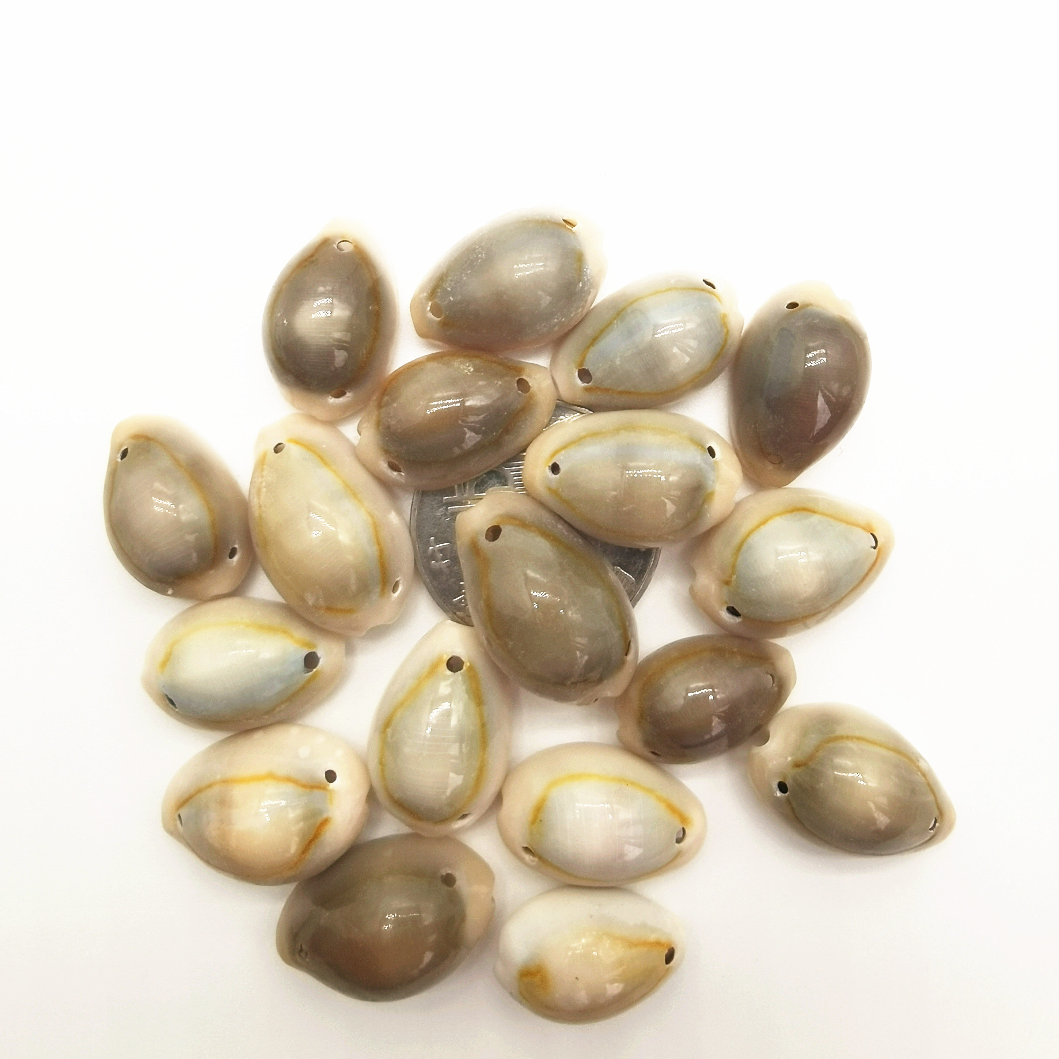 金环饰品手工diy钱币小钱宝螺贝壳双孔海螺海螺