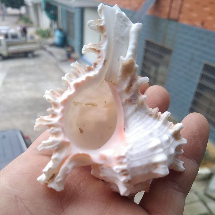 天然贝壳海螺超大麒麟千手菊花家居摆件婚庆海螺