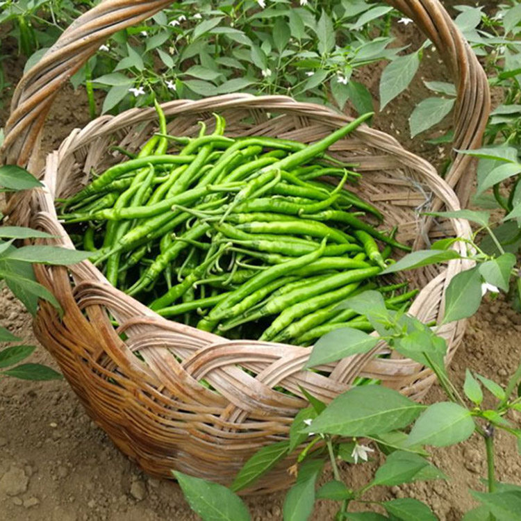 农家自种辣椒新鲜红二荆条线椒长小尖椒中辣辣椒