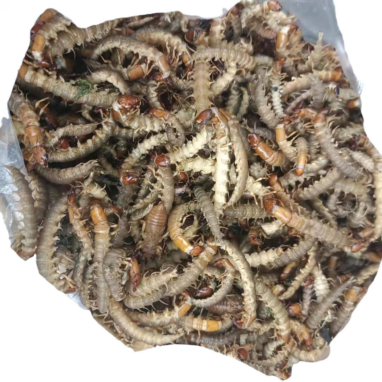 湘西淡水沙虫蜈蚣鲜活速冻食用虫高白质水产其它