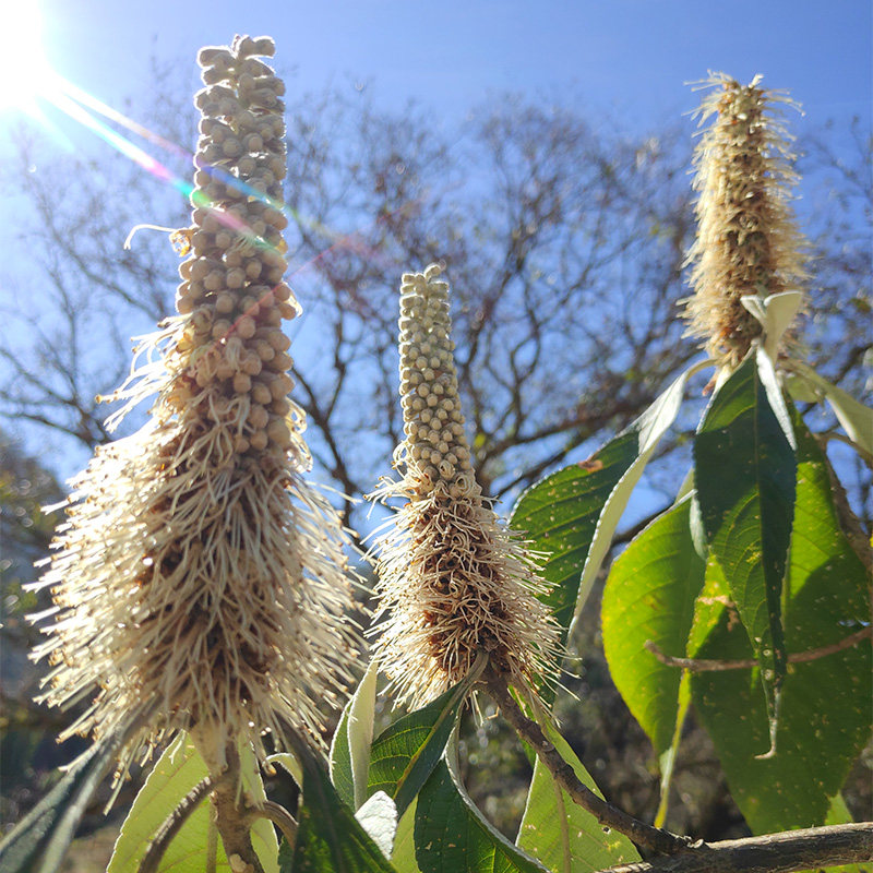 93云南高山黑蜜 米团花蜜 野生土蜂蜜深山成熟天然