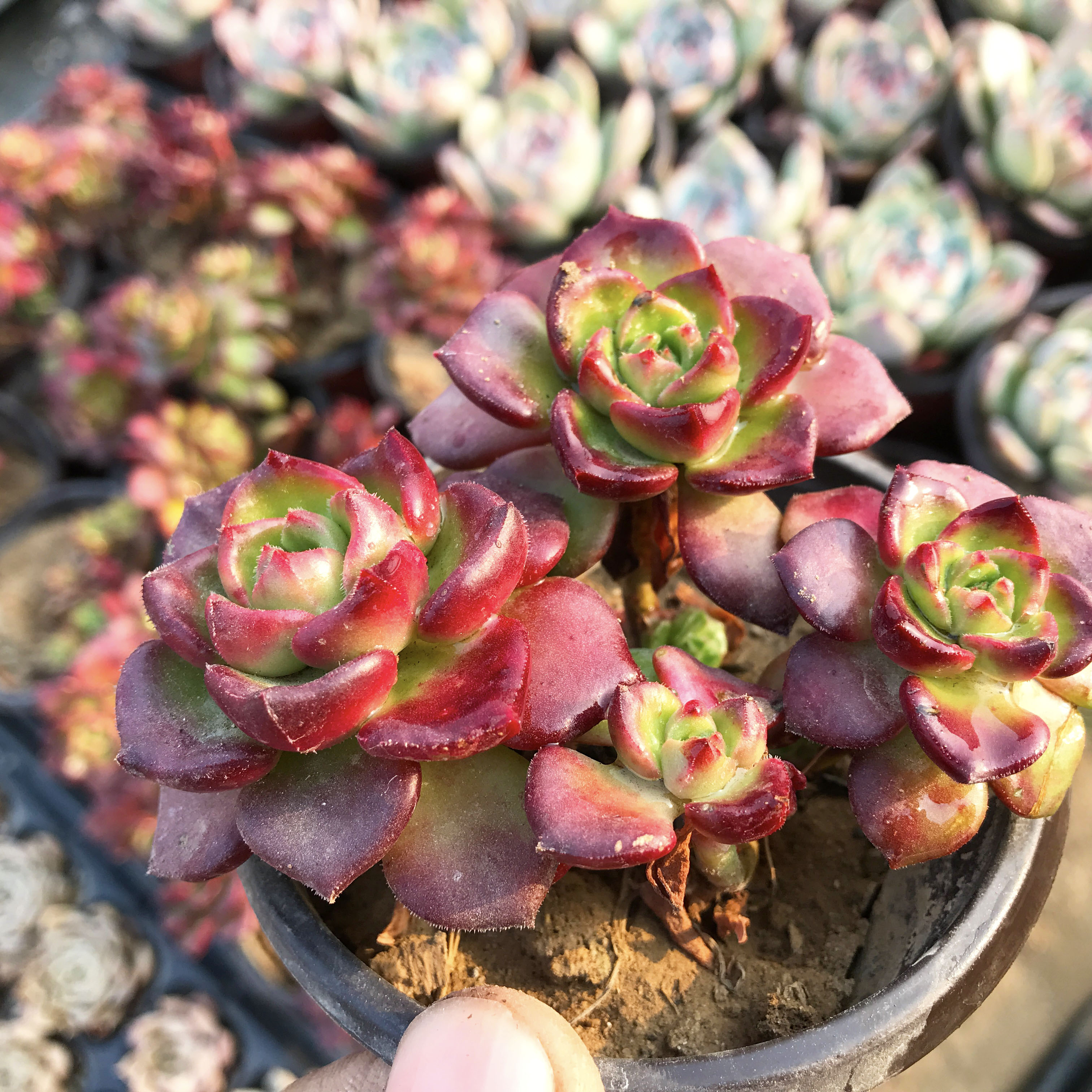 42号篮苹果亚布丁植物大颗老庄1元多肉新手套餐基地发货