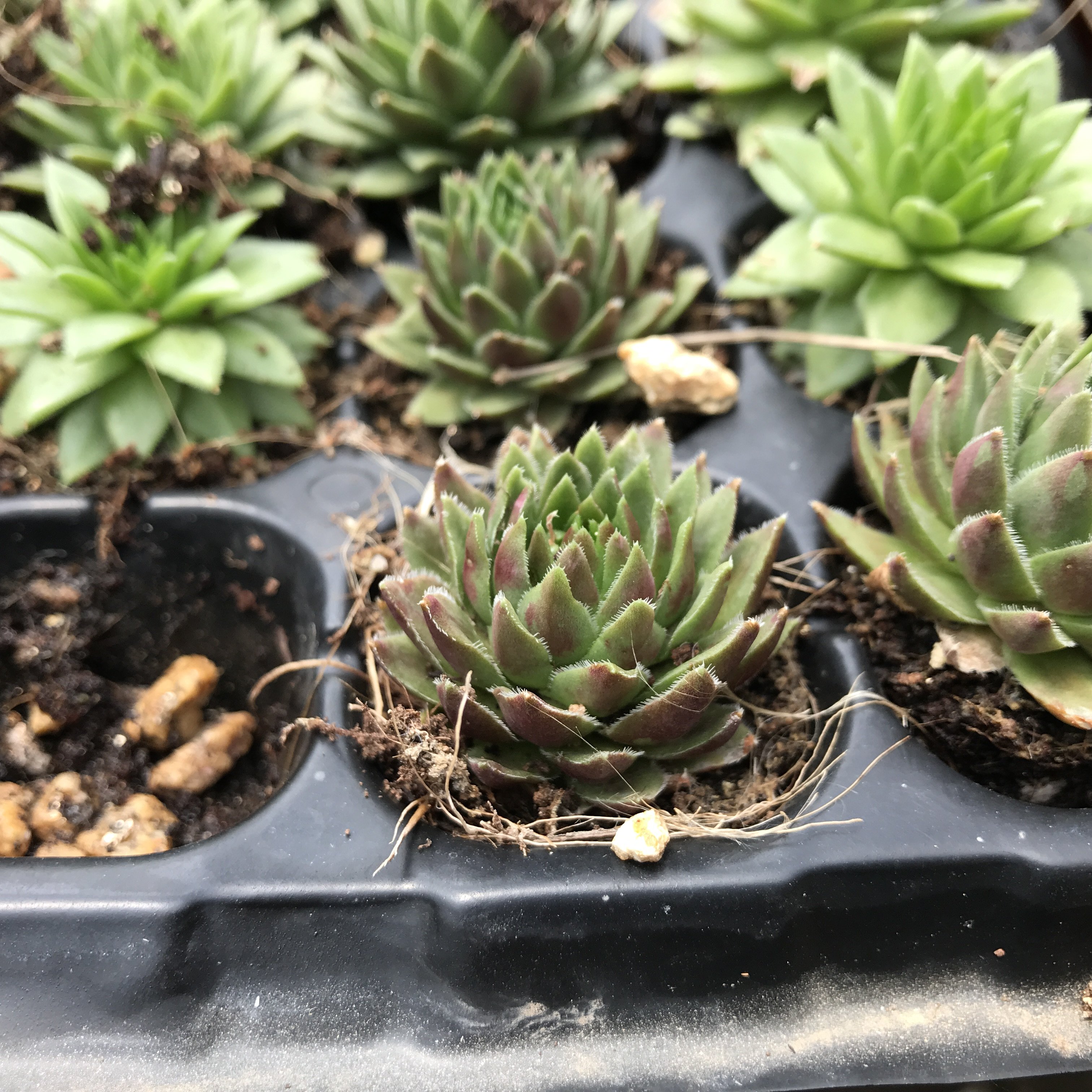 多肉新手套餐基地发货新品桃蛋去淘宝抢购>> 收藏 宝丽老庄安娜月影