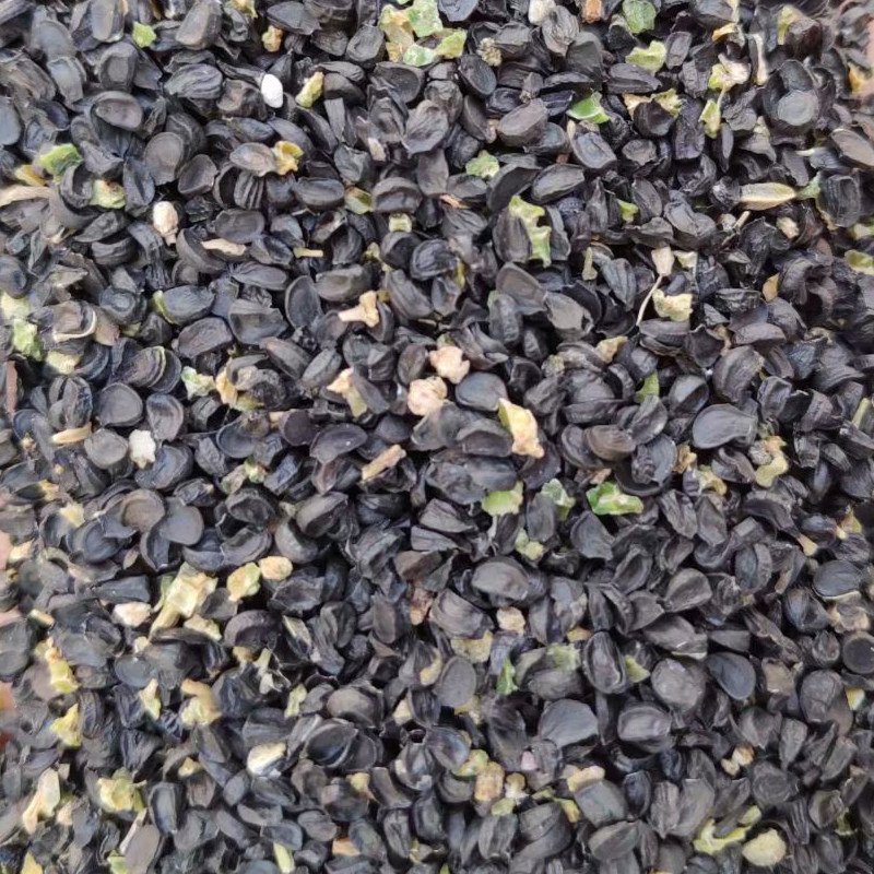 当季优选沙葱种子50克胡葱籽颗颗饱满出芽率高四季种植可盆栽