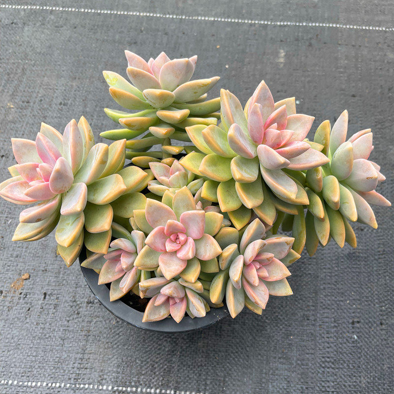 茗居紫雾大老桩多植物萌肉可爱盆栽稀有新品多肉植物