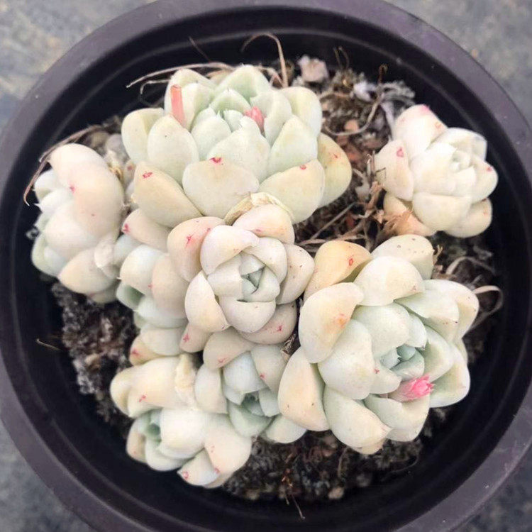 茗居园艺 阿尔卑斯月影多肉 白月影精品群生老桩群生 多肉植物
