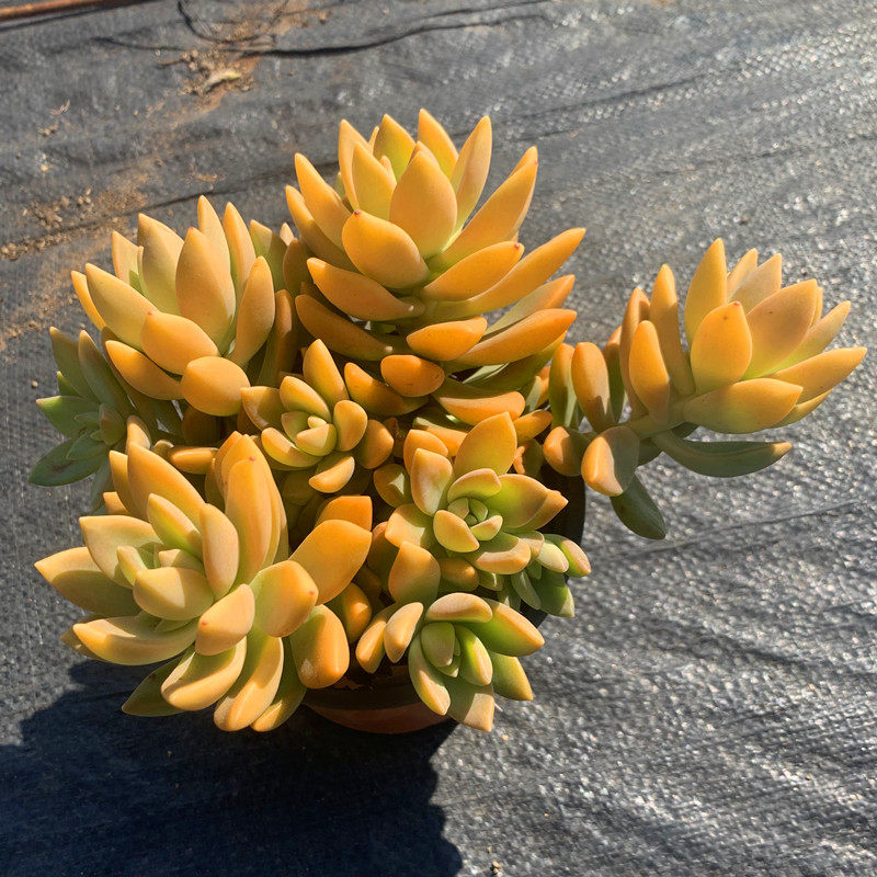 果冻色布布丁老桩多肉植物铭月办公室阳台防辐射多肉植物