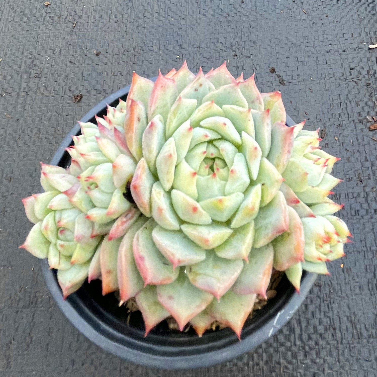 多肉tp蒂比大颗莲花座可爱萌办公室阳台露养多肉植物