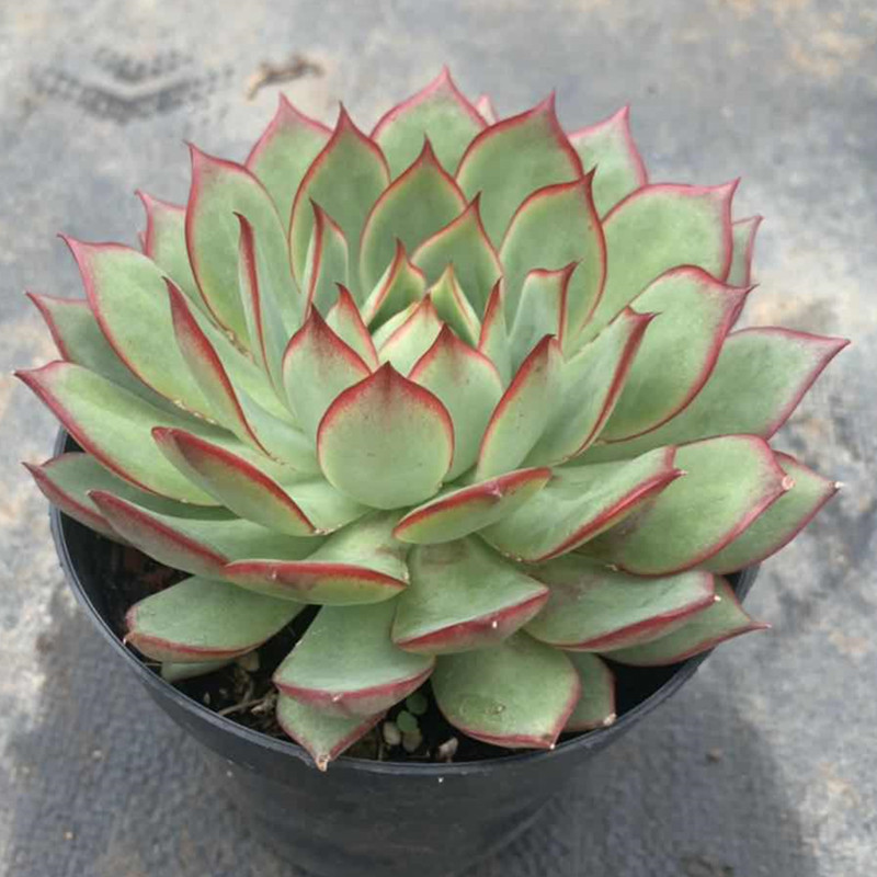 茗居园艺宝莲灯多肉植物实物拍摄群生木质化老桩多肉植物