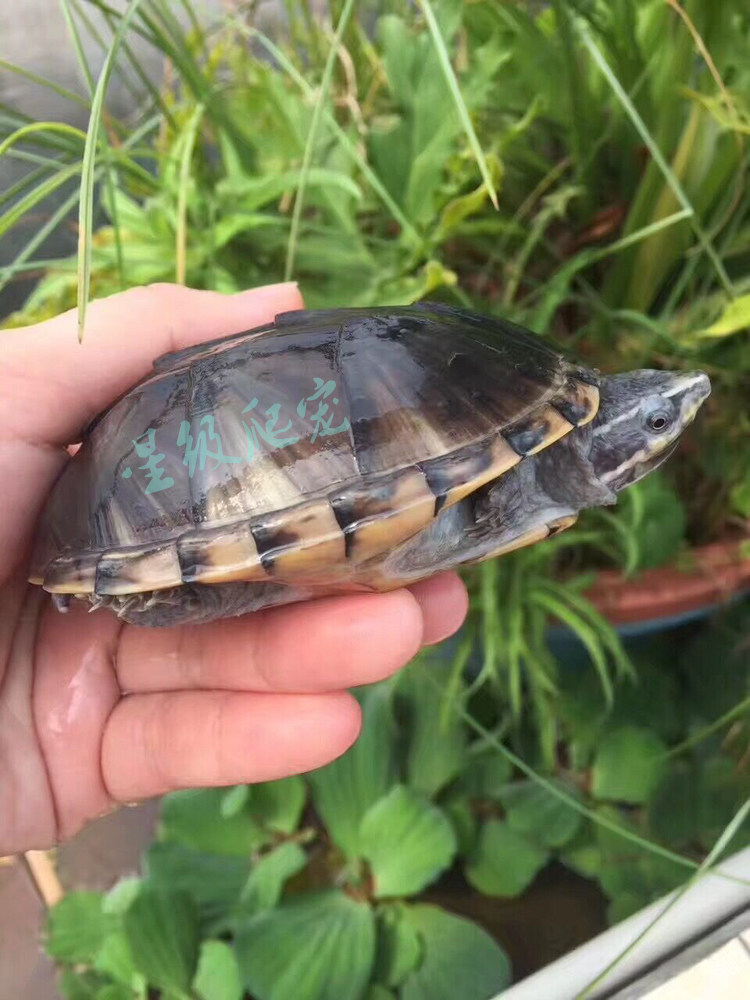 龟苗活体观赏麝香剃刀蛋龟深水小乌龟活物小宠龟