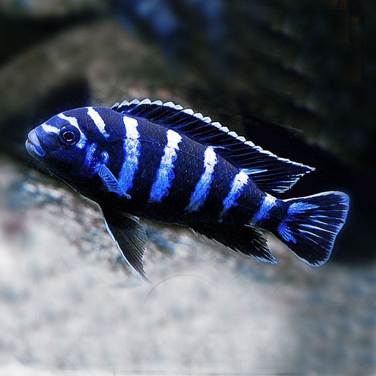 三湖慈鲷马鲷鱼岩栖类特蓝斑马鱼热带观赏鱼淡水鱼宠物鱼活体包活