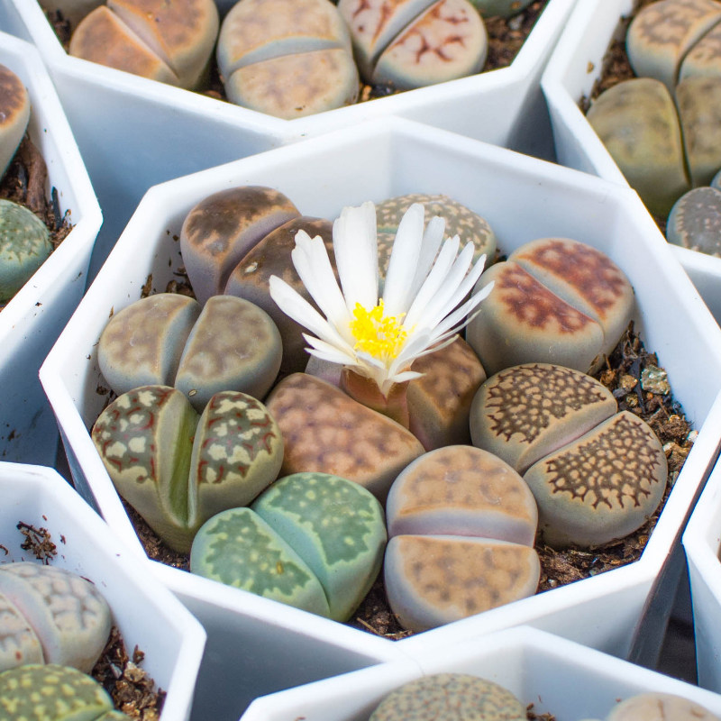 多肉生石花整盆大母本番杏科石生花屁股花肉pp花屁多肉植物