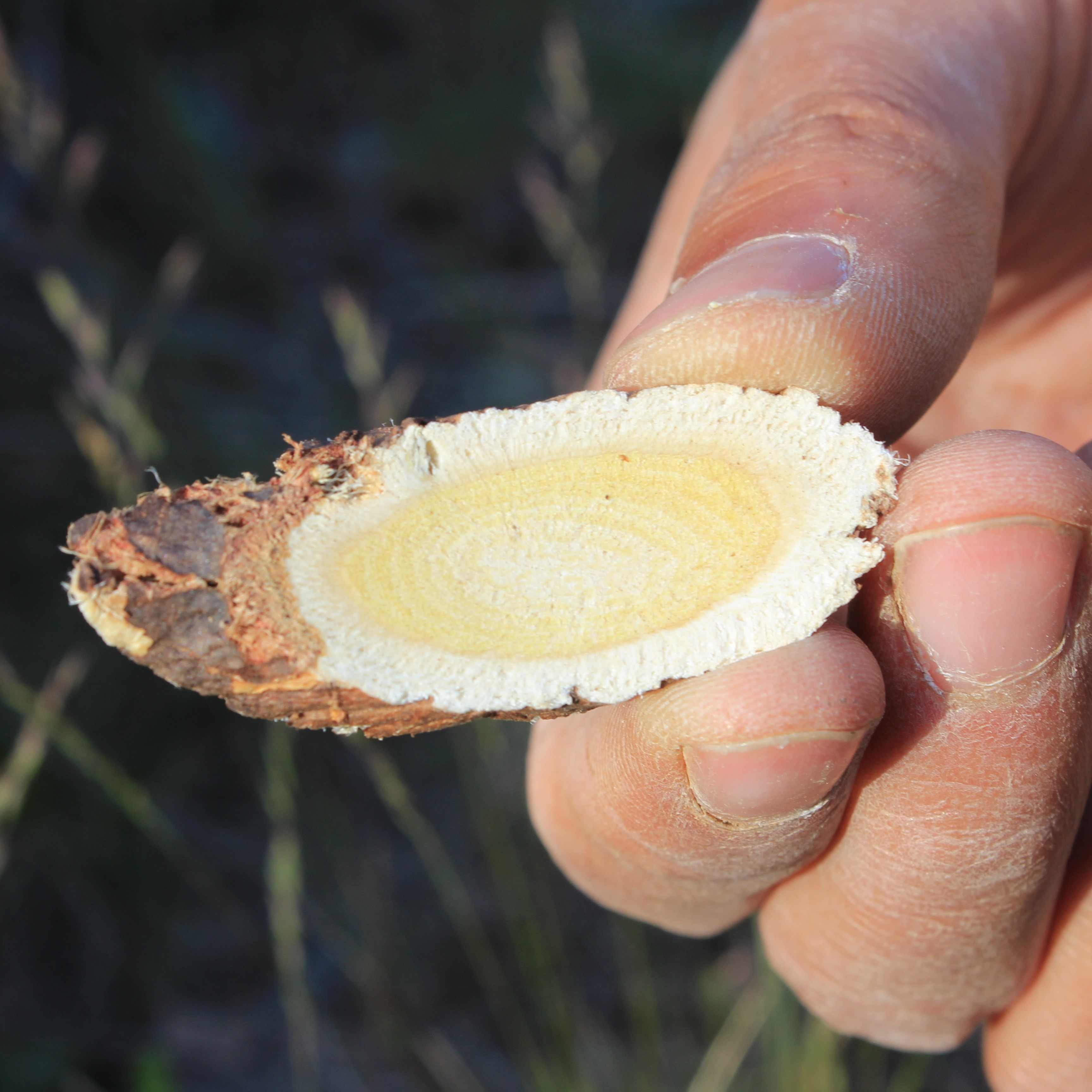 甘肃岷县纯天然野生红芪正宗特级粗大整根北芪黄芪