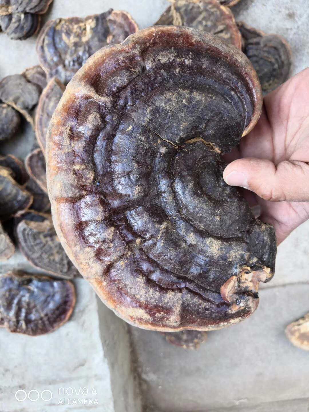 灵芝玉龙云南野生整枝无柄赤芝赤灵林芝切片灵芝制品