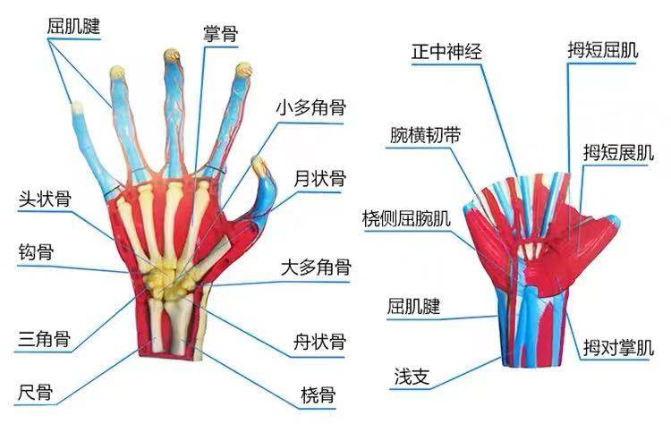 模型4dmaster人手益智拼装人体器官解剖结构其他模型玩具
