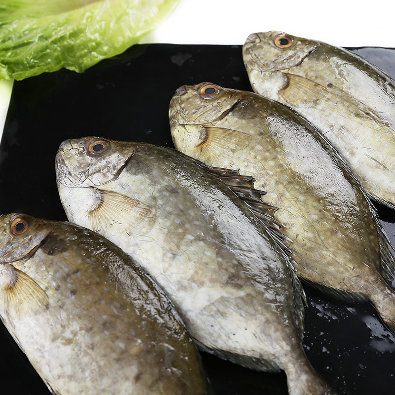 蔡船长海鲜水产海鱼新鲜泥猛鱼野生秋叶鱼艾鱼娘鱼篮子鱼1斤4-5条