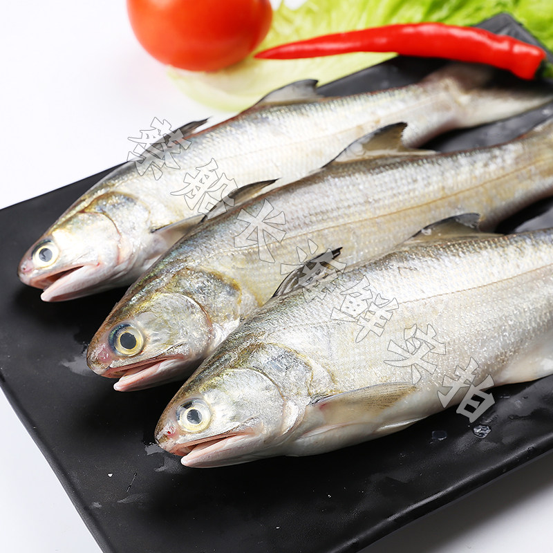 鲜活午鱼1斤笋鱼鱼午马友海鱼新鲜野生海钓其它