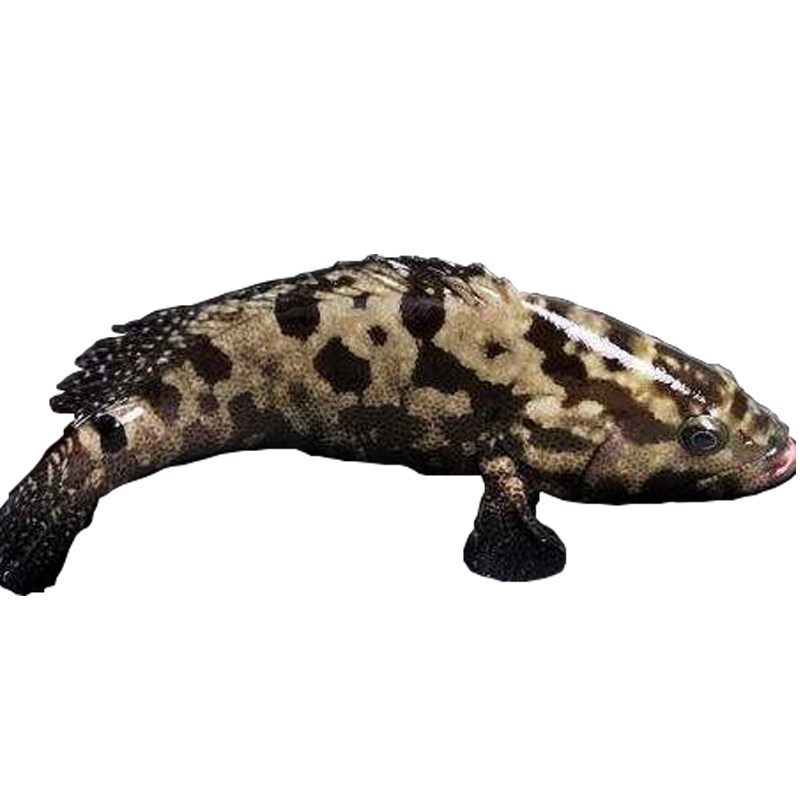 蔡船长厦门海鲜水产生猛大龙胆鱼当天海捕新鲜海鱼石斑鱼大石斑活