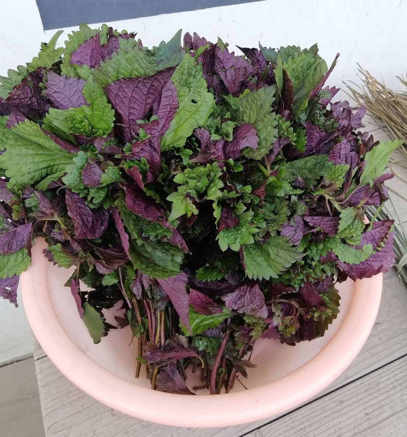 野生原料苗纯子叶苏子叶新鲜紫苏香料去腥海鲜其它