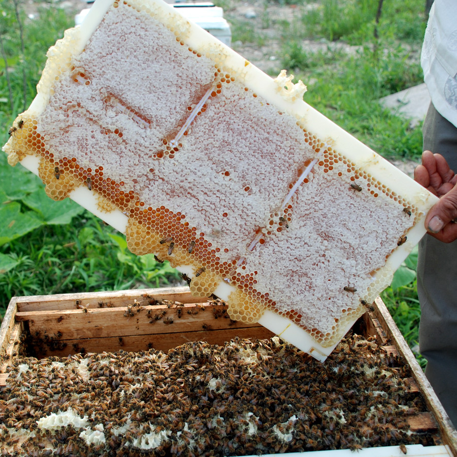 19新洋槐蜂蜜纯正天然槐花蜜农家自产成熟原蜜儿童蜜野生蜜pk进口