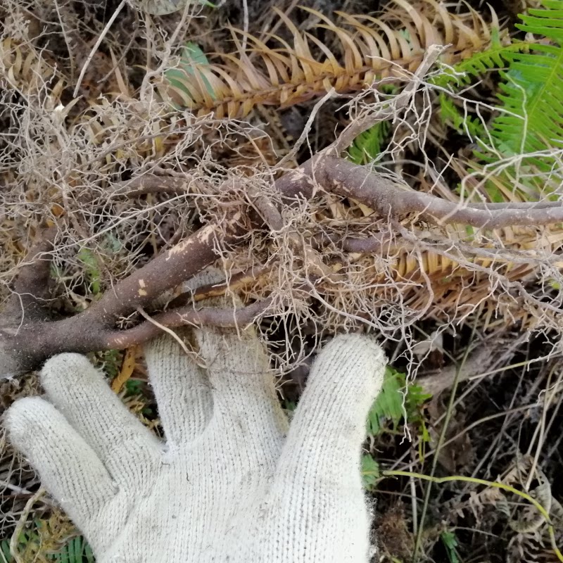 下单现挖山苍子根 新鲜山仓子根野生木姜子 草几渣山鸡椒药膳美食