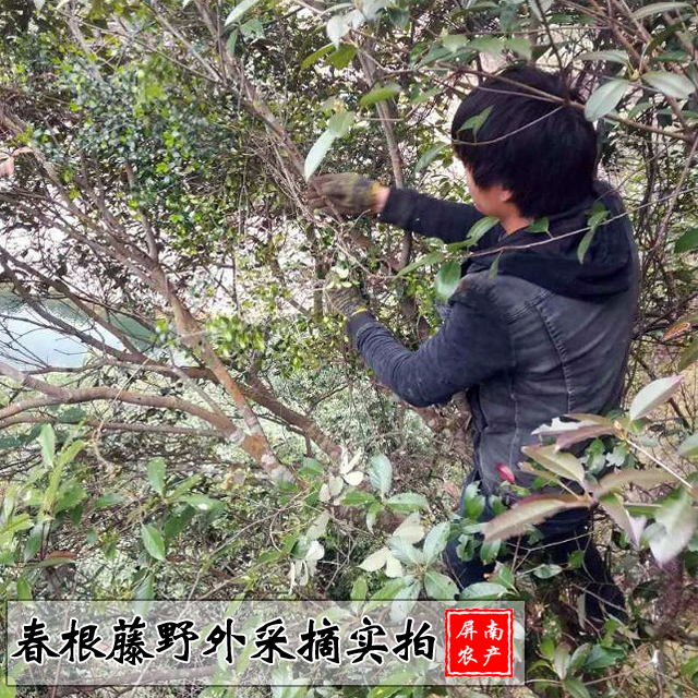 新鲜野生瓜子藤满山香过山香春根藤瓜子金七里香煲汤500克阿利藤