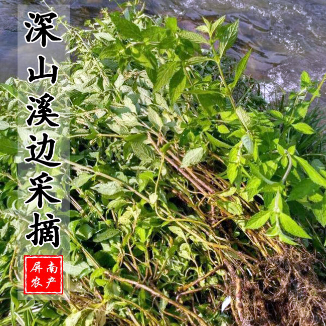 野生药材香茶菜根溪黄草根铁菱角铁棱角三七铁钉角新品促销