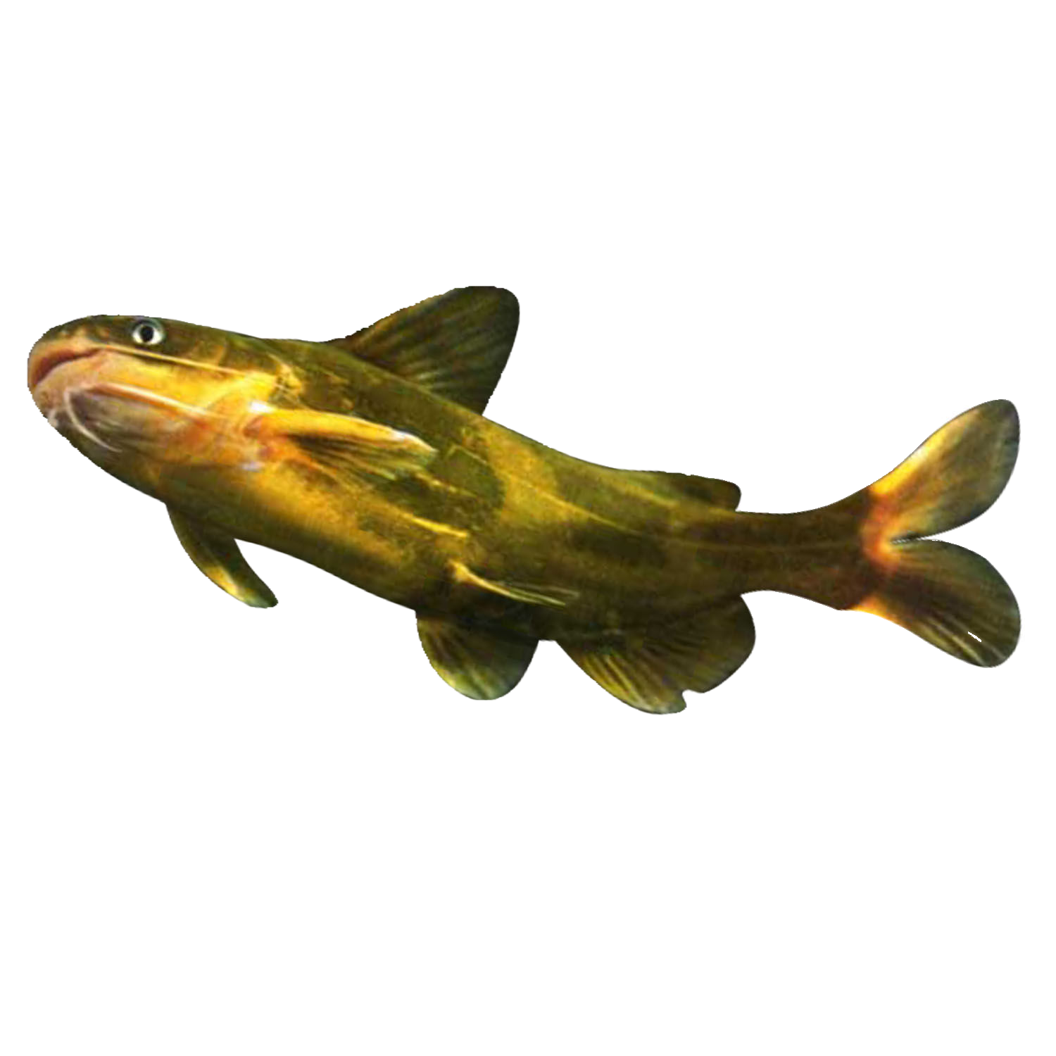 黄颡鱼公分苗阿黄辣丁刺疙疤鱼昂公汪丁黄骨鱼昂刺鱼